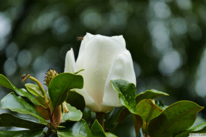 Magnolia grandiflora   